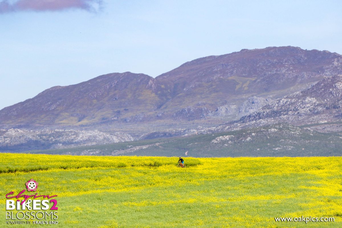 Bikes2Blossoms / Dragonfly