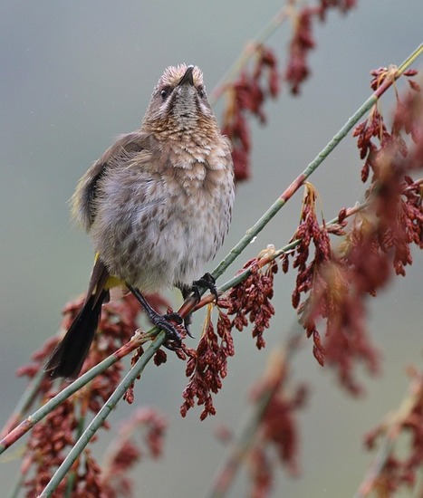 winter birdwatching spotting a cape sugarbird on a branch