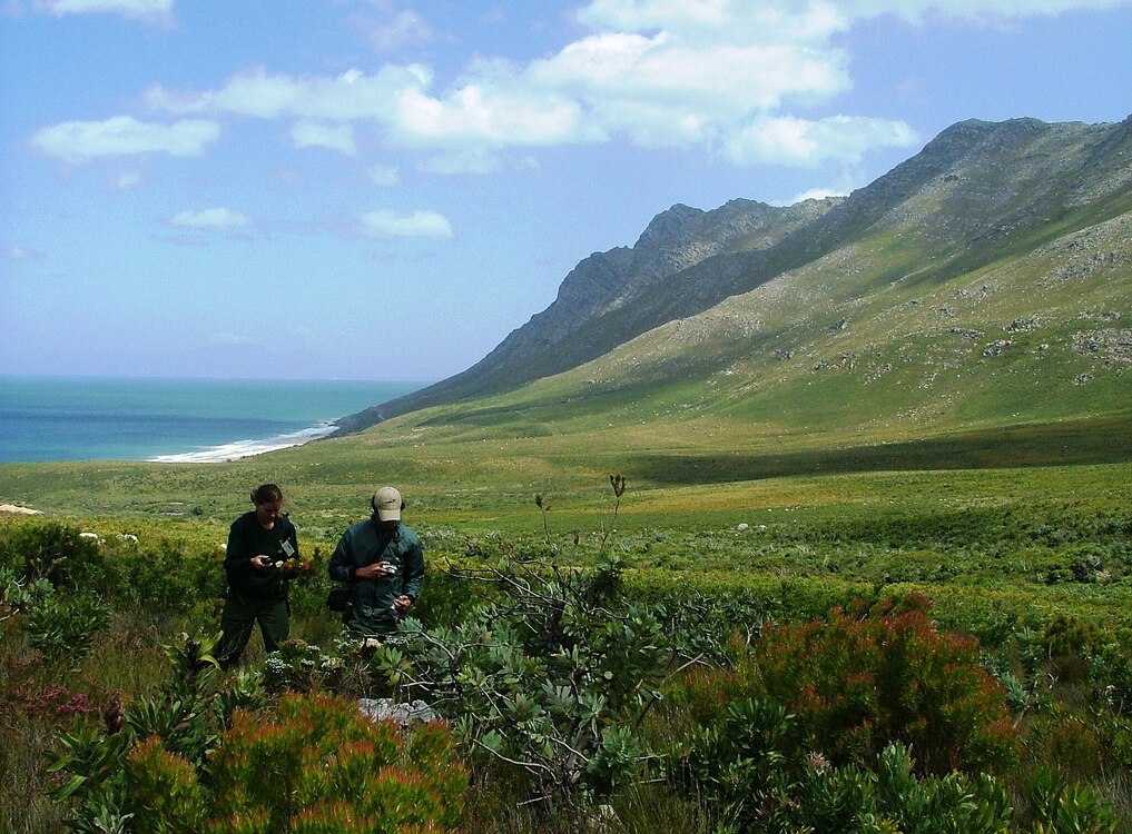 man and woman walking through Kogelberg Reserve surrounded by mountains and sea Saving Elgin’s Fynbos
