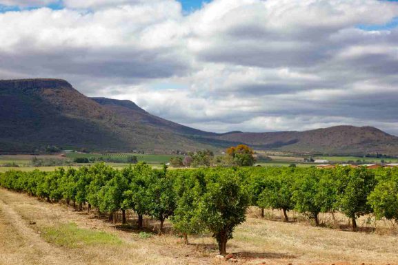 Elgin Valley orchards and vineyards during autumn harvest