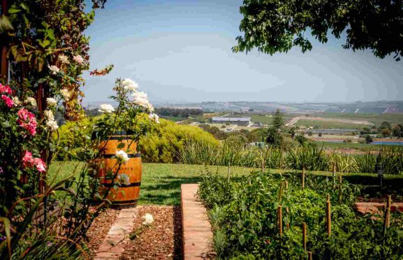 Elgin Valley wine farms, apple orchards, and farm-to-table dining in the Western Cape South Africa