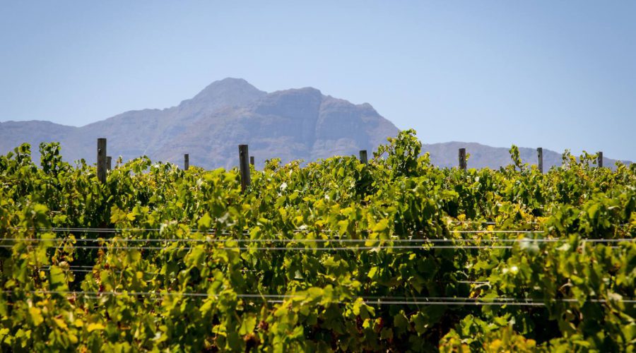 Why Elgin Valley Is More Than Just a Weekend Destination