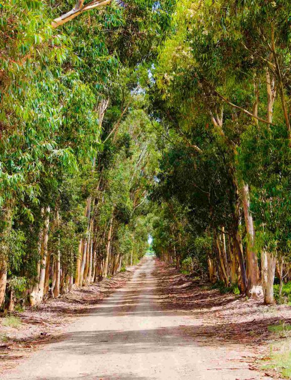 Peaceful nature walks through Elgin Valley with pine forests, mountain views, fynbos, and scenic walking trails in the Western Cape.