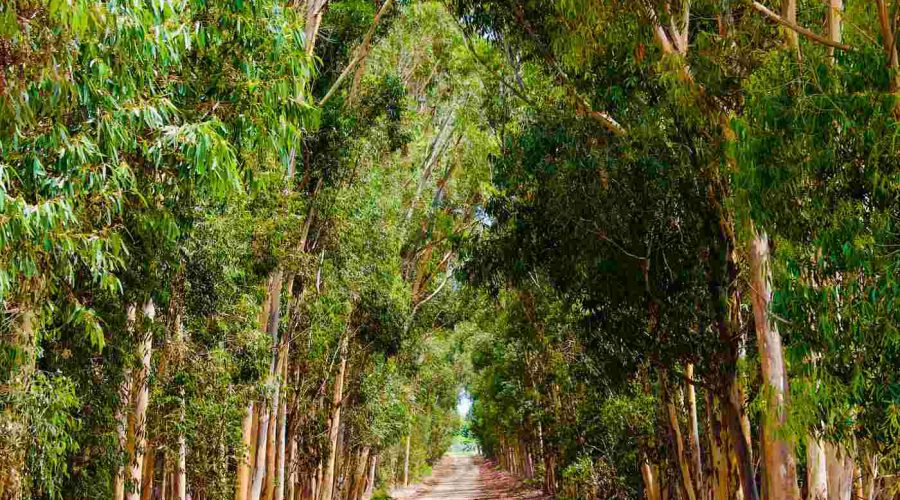 The Stories You’ll Never Find on a Map: Nature’s Quietest Moments in Elgin Valley